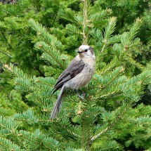 Bird in the forest of Quandary Peak